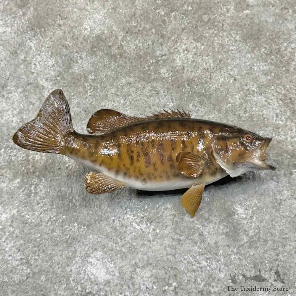 Smallmouth Bass Fish Mount For Sale #30893 @ The Taxidermy Store