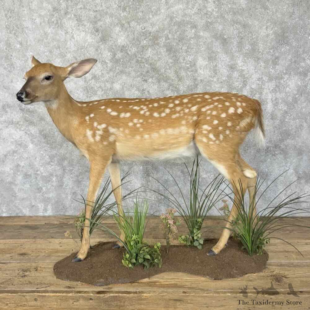 Whitetail Deer Fawn Life-Size Mount For Sale #31837 @ The Taxidermy Store