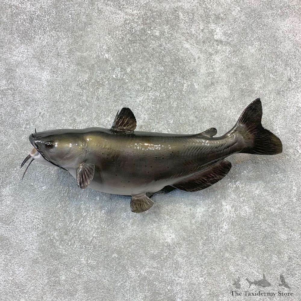 Reproduction Catfish Taxidermy Fish Mount #23268 For Sale @ The Taxidermy Store