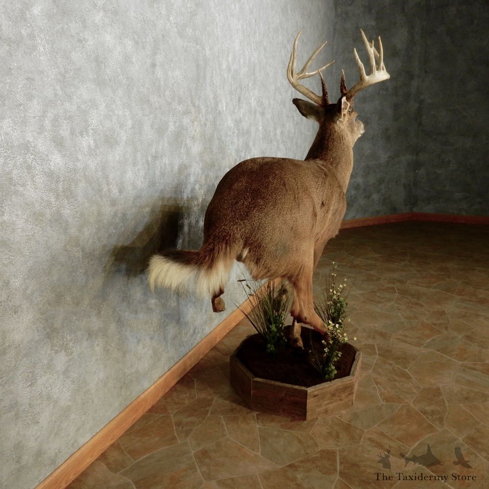 Whitetail Deer Life Size Mount For Sale #14062 @ The Taxidermy Store