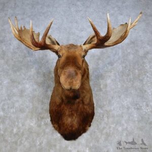 Moose Shoulder Mount For Sale #14269 @ The Taxidermy Store