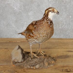 Bobwhite Quail Bird Mount For Sale #19789 @ The Taxidermy Store