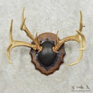 Whitetail Deer Antler Plaque Mount For Sale #15834 @ The Taxidermy Store