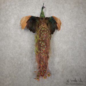 Green Indian Peacock Bird Mount For Sale #20410 @ The Taxidermy Store