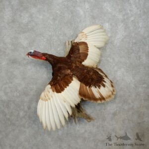 Erythristic Turkey Life Size Taxidermy Mount #17893 For Sale @ The Taxidermy Store