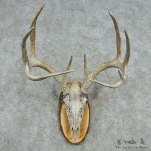 Whitetail Deer Skull Antlers European Mount #13572 For Sale @ The Taxidermy Store