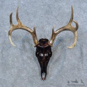 Whitetail Deer Shoulder Mount For Sale #15331 @ The Taxidermy Store