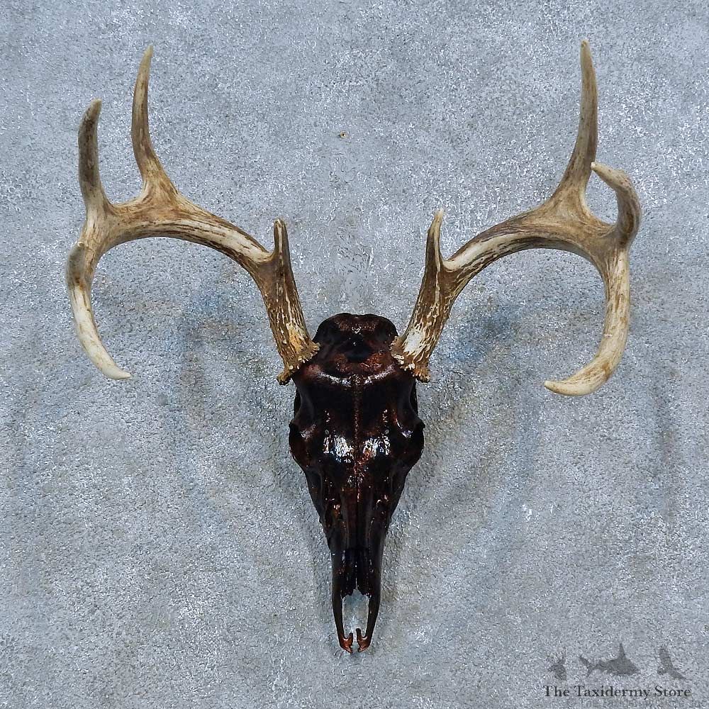 Whitetail Deer Shoulder Mount For Sale #15331 @ The Taxidermy Store