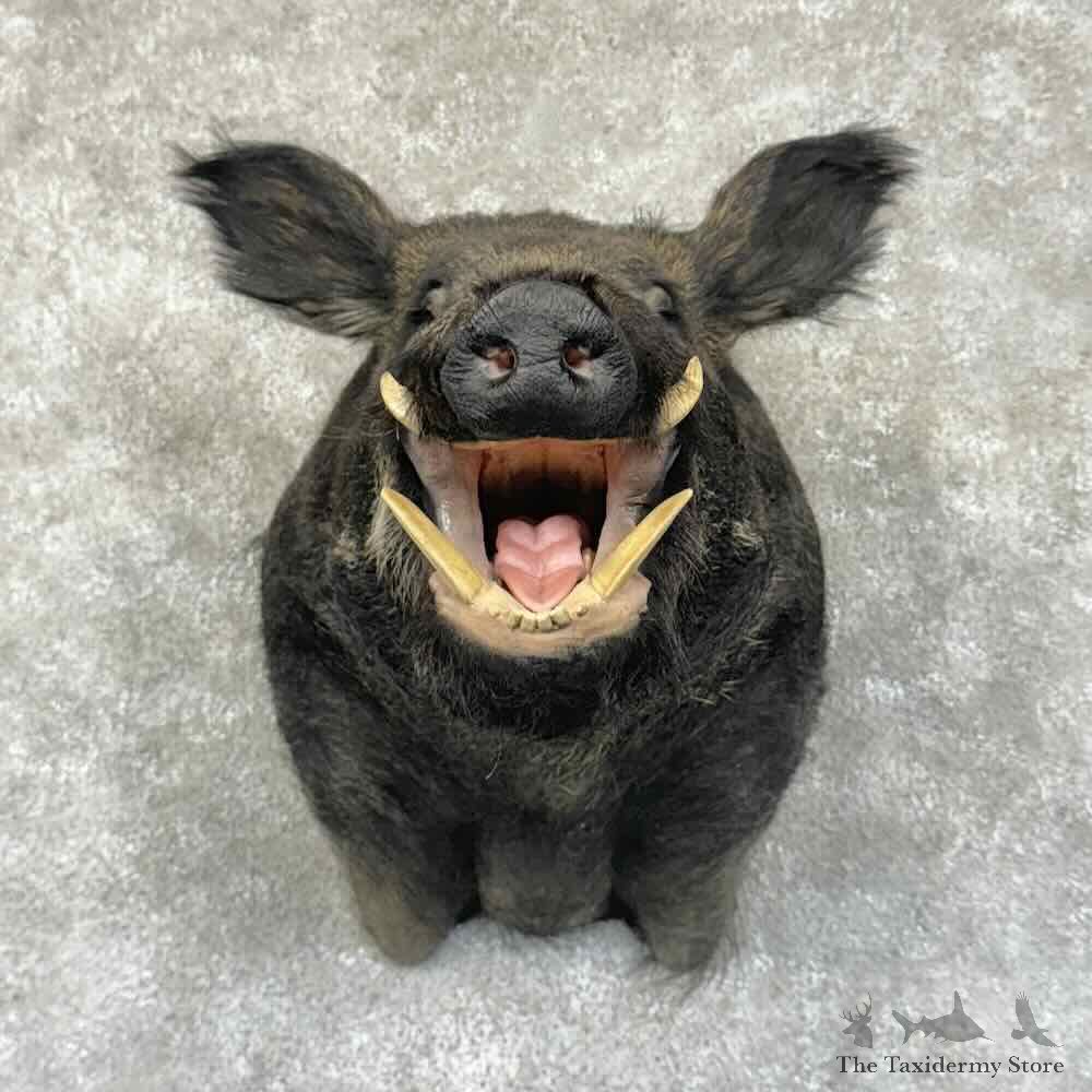 Wild Boar Shoulder Mount For Sale #30680 @ The Taxidermy Store