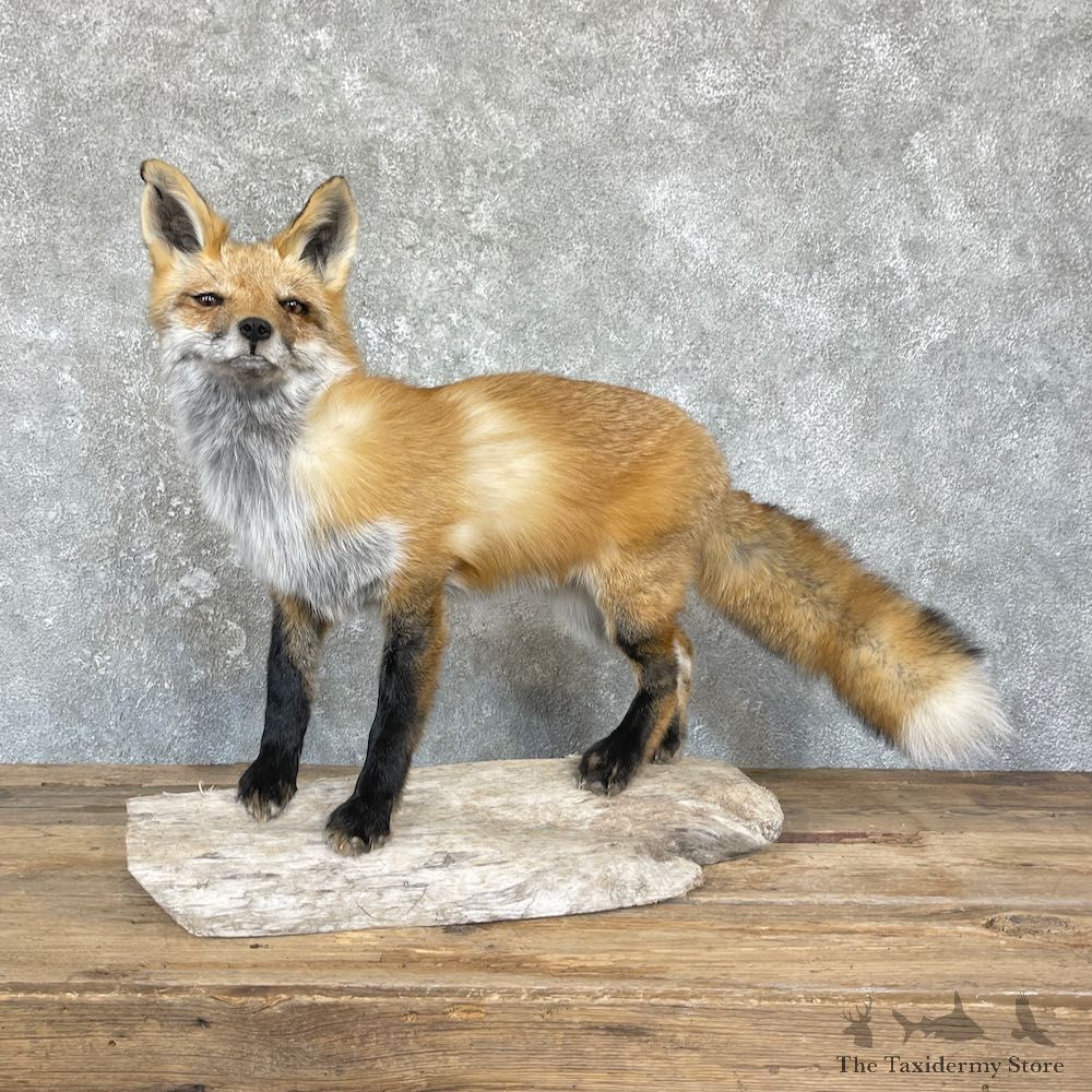 Red Fox Life-Size Mount For Sale #26423 @ The Taxidermy Store