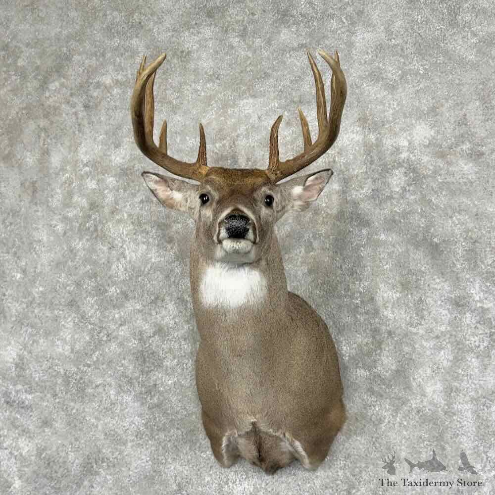 Whitetail Deer Shoulder Mount For Sale #32083 @ The Taxidermy Store