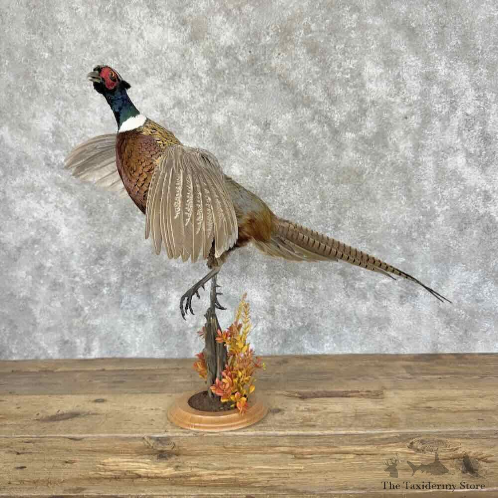 Ringneck Pheasant Bird Mount For Sale #31533 @ The Taxidermy Store
