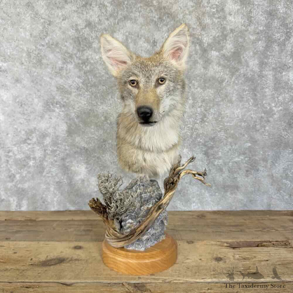 Coyote Pedestal Mount For Sale #30715 @ The Taxidermy Store1