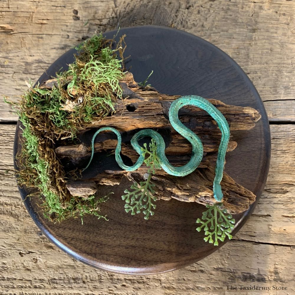 Green Snake Taxidermy Mount For Sale #21541 @ The Taxidermy Store