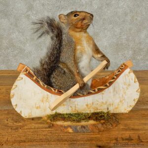 Canoe Squirrel Novelty Mount For Sale #16303 @ The Taxidermy Store