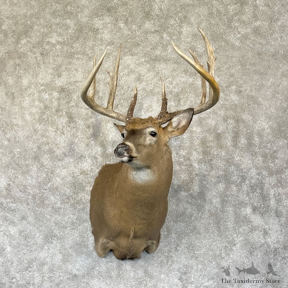 Whitetail Deer Shoulder Mount For Sale #28270 - The Taxidermy Store