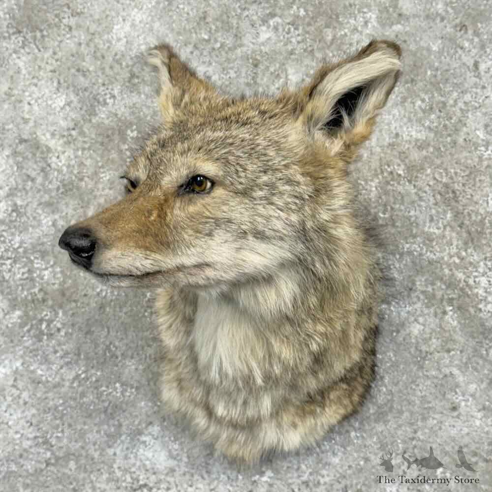 Coyote Shoulder Mount For Sale #31710 @ The Taxidermy Store