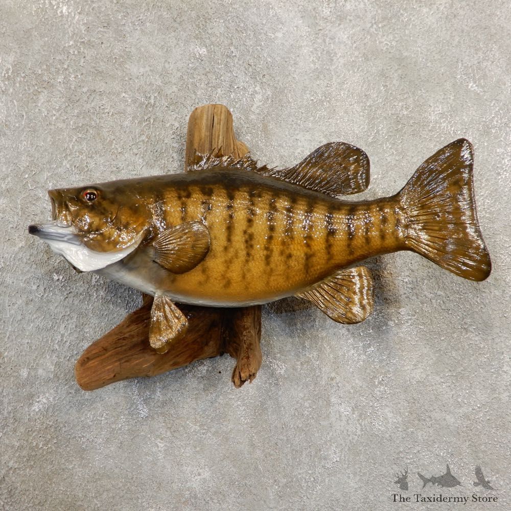Smallmouth Bass Fish Mount For Sale #20854 @ The Taxidermy Store