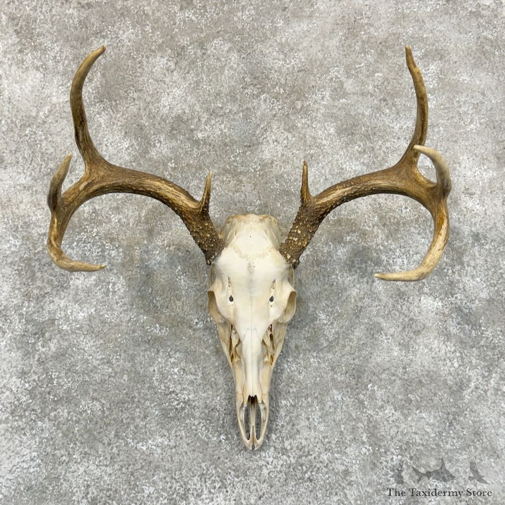 Whitetail Deer Skull European Mount For Sale #29230 @ The Taxidermy Store