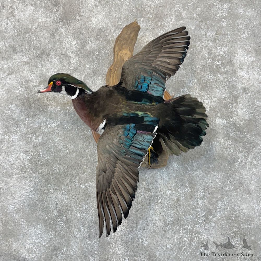 Wood Duck Bird Mount For Sale #30107 @ The Taxidermy Store