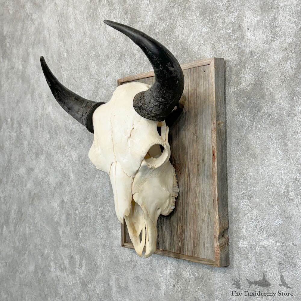 Buffalo Bison Skull Mount For Sale #29038 @ The Taxidermy Store