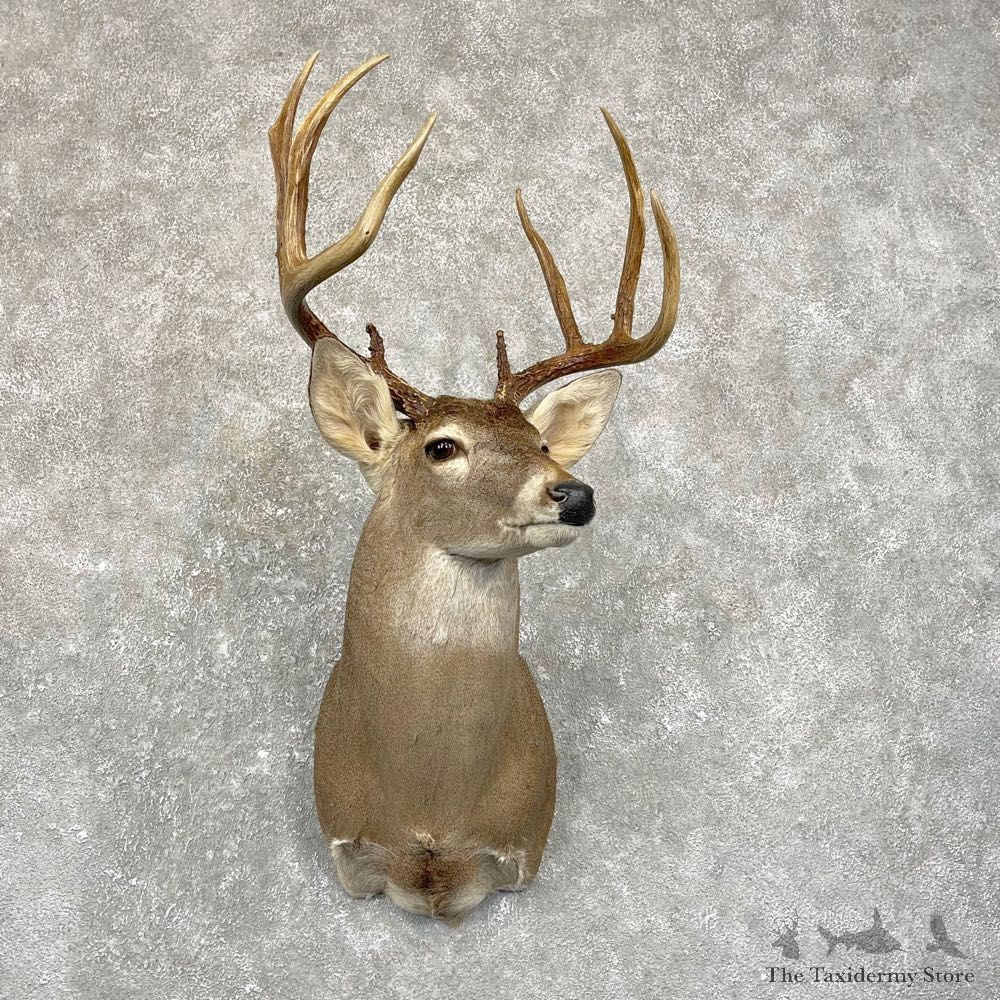 Whitetail Deer Shoulder Mount #24955 For Sale - The Taxidermy Store