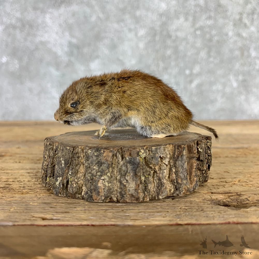 Mouse Life-Size Mount For Sale #21563 @ The Taxidermy Store