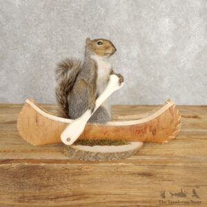 Canoe Grey Squirrel Novelty Mount For Sale #21016 @ The Taxidermy Store
