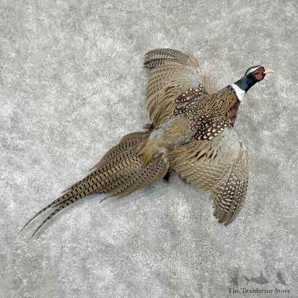 Ringneck Pheasant Bird Mount For Sale #31738 @ The Taxidermy Store