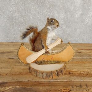 Canoe Squirrel Novelty Mount For Sale #20248 @ The Taxidermy Store