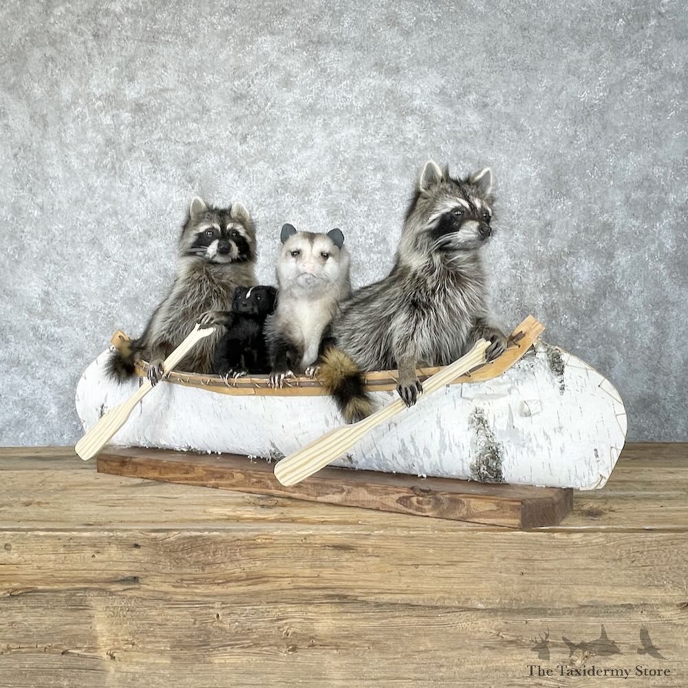 Canoeing Pals Novelty Mount For Sale #28238 @ The Taxidermy Store