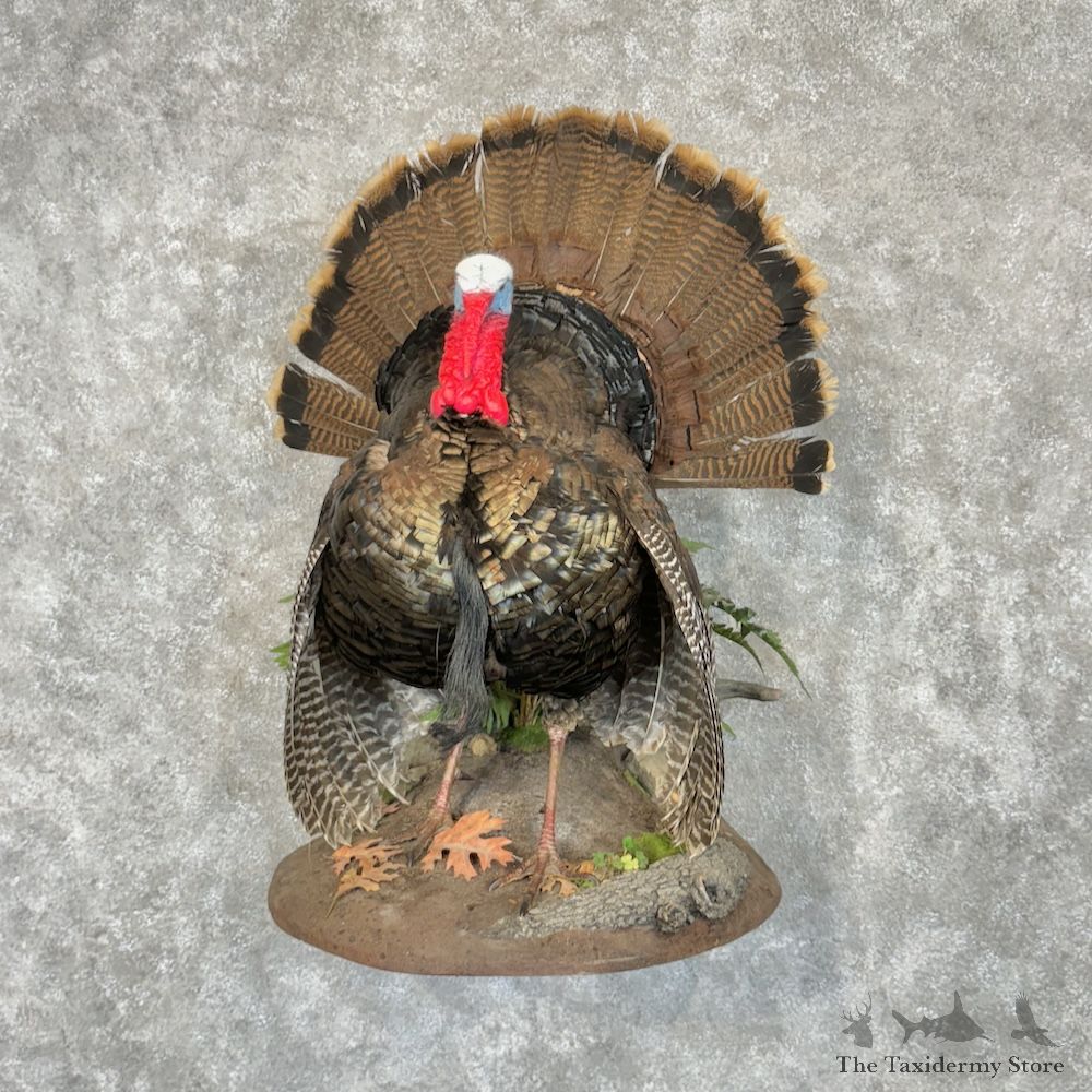 Eastern Turkey Bird Mount For Sale #29725 @ The Taxidermy Store