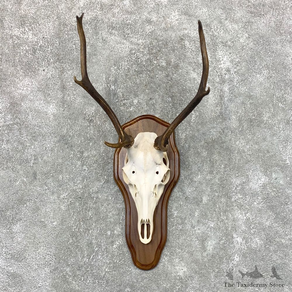 Sika Deer Skull Plaque Taxidermy Mount For Sale #22655 @ The Taxidermy Store