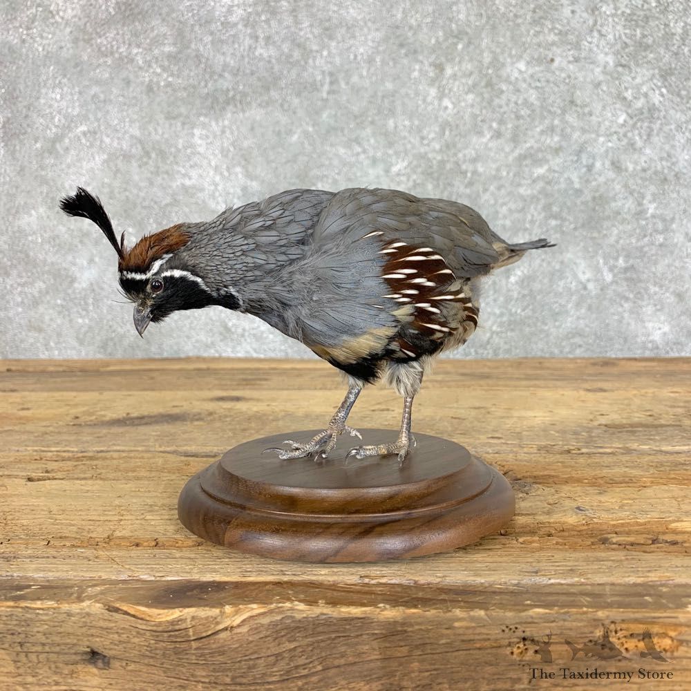 California Quail Bird Mount For Sale #22818 @ The Taxidermy Store