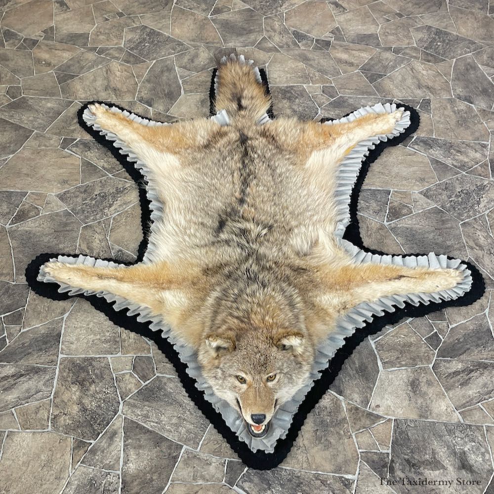 Coyote Rug Taxidermy Mount For Sale #26282 @ The Taxidermy Store