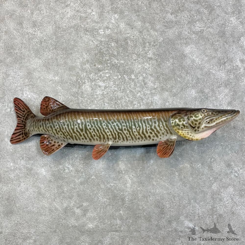 Reproduction Muskellunge Fish Mount For Sale #27998 @ The Taxidermy Store