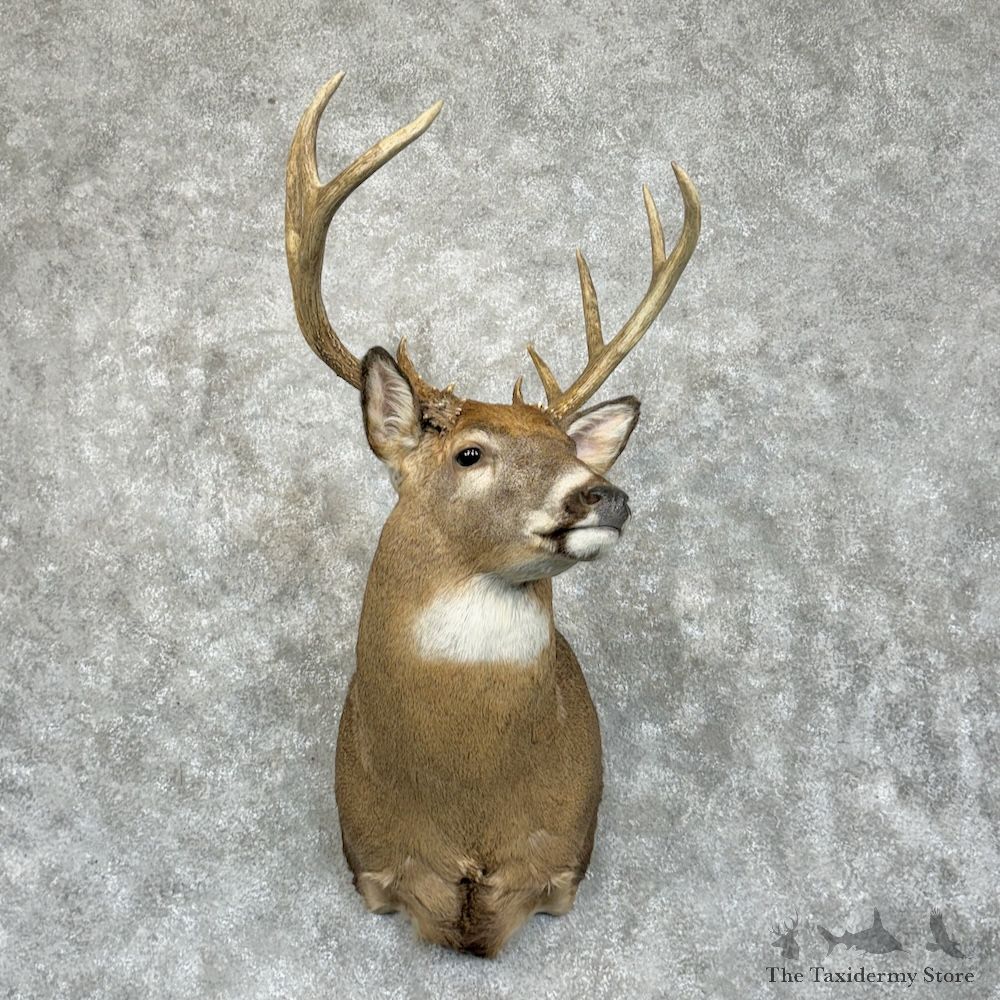 Whitetail Deer Shoulder Mount For Sale #29401 - The Taxidermy Store