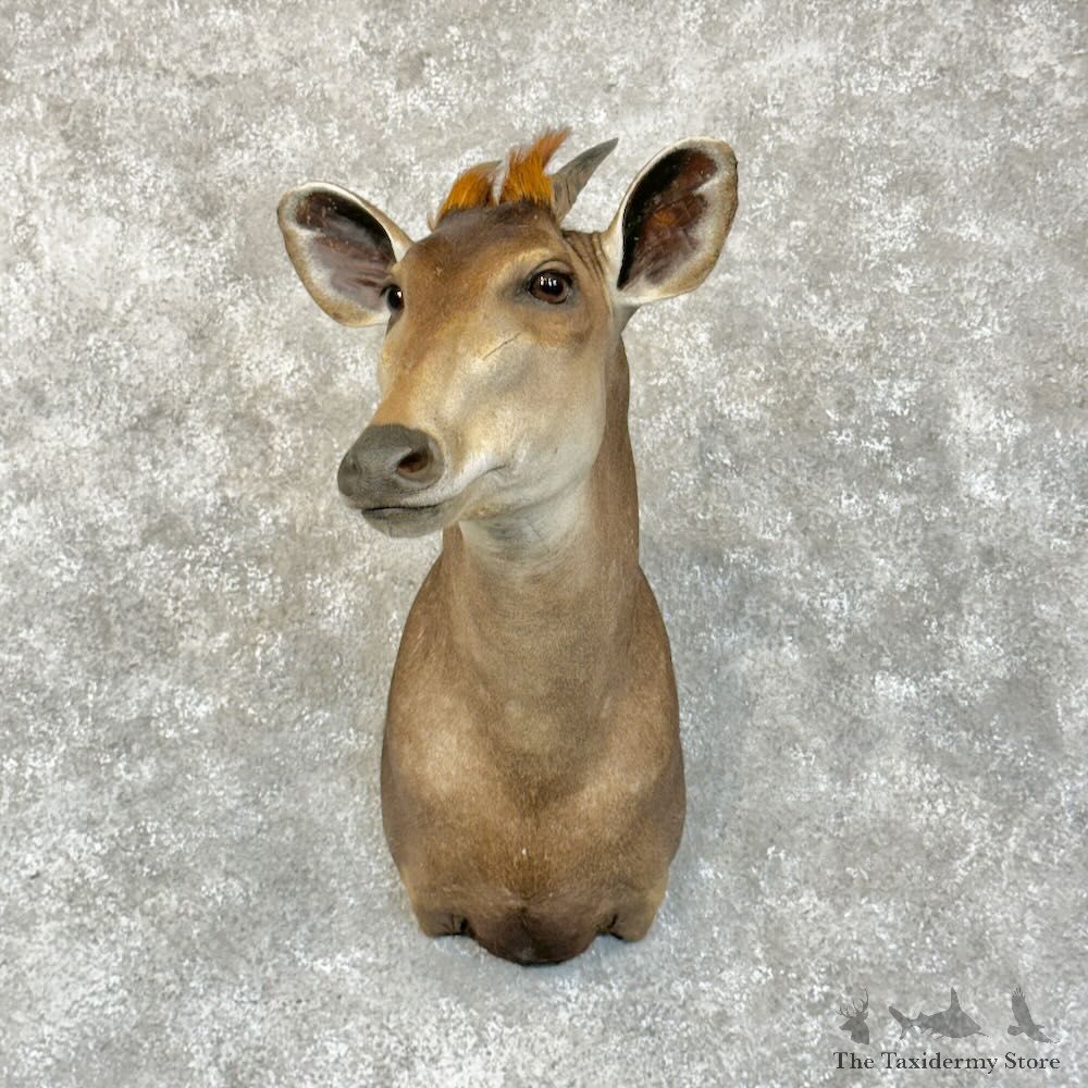 Yellow-Backed Duiker Shoulder Mount For Sale #28902 - The Taxidermy Store