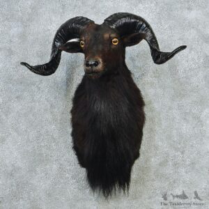 Black Hawaiian Coriscan Ram Shoulder Taxidermy Head Mount #12713 For Sale @ The Taxidermy Store