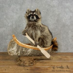 Canoeing Raccoon Novelty Mount For Sale #17115 @ The Taxidermy Store