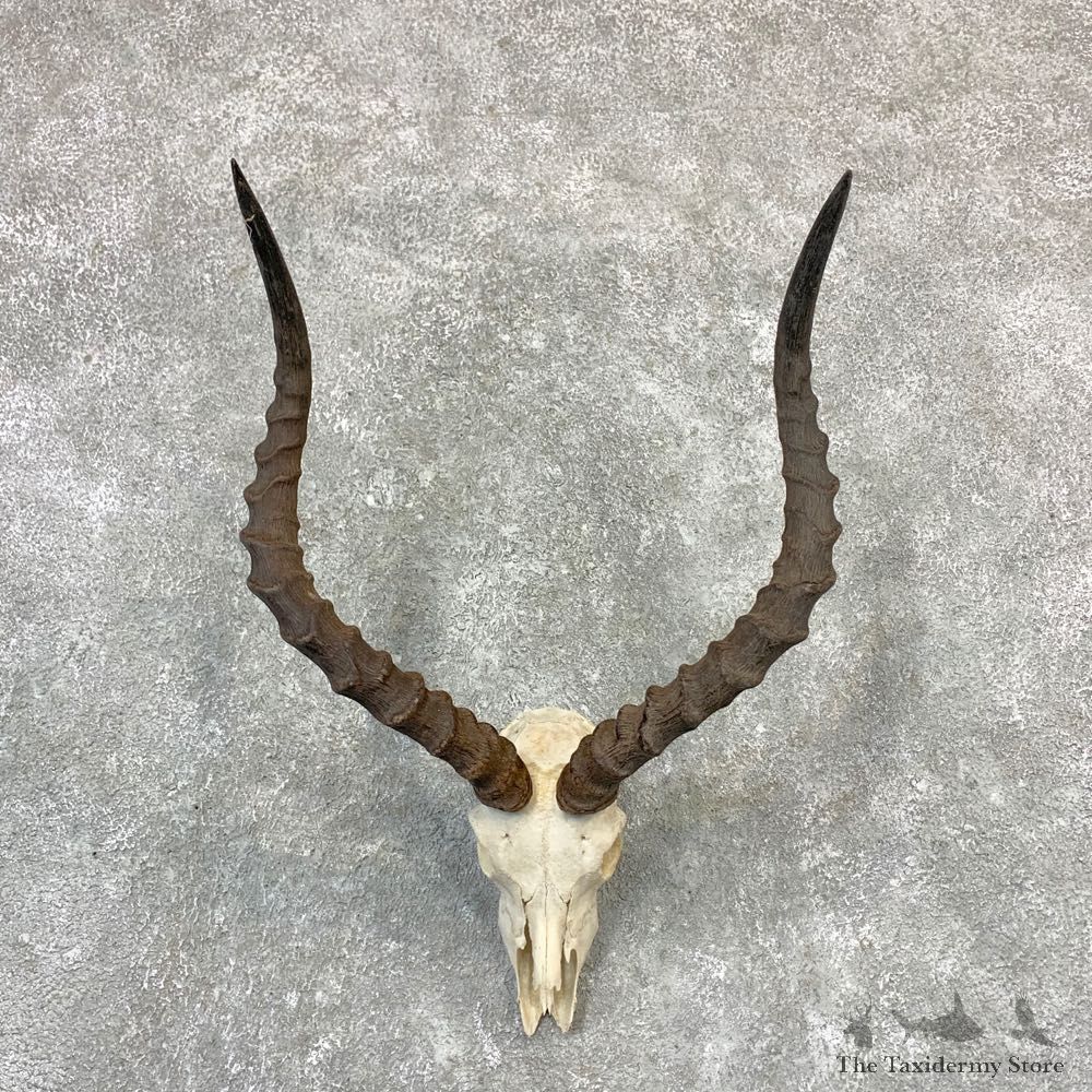 Impala Skull Horns European Mount For Sale #23192 @ The Taxidermy Store