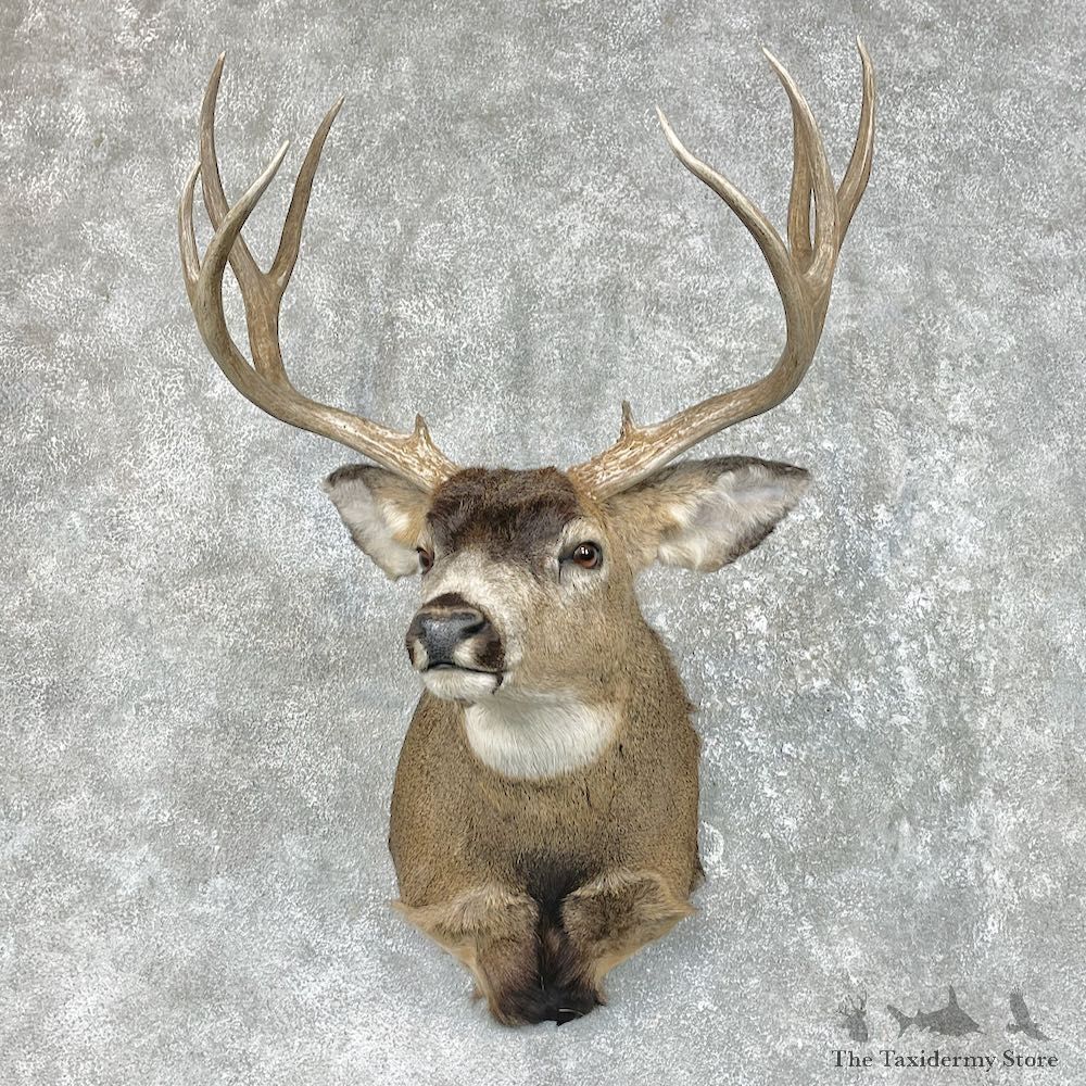 Mule Deer Shoulder Mount For Sale #25502 - The Taxidermy Store