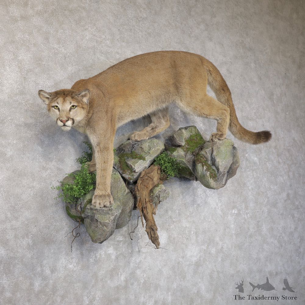 Mountain Lion Life-Size Mount For Sale #22577 @ The Taxidermy Store