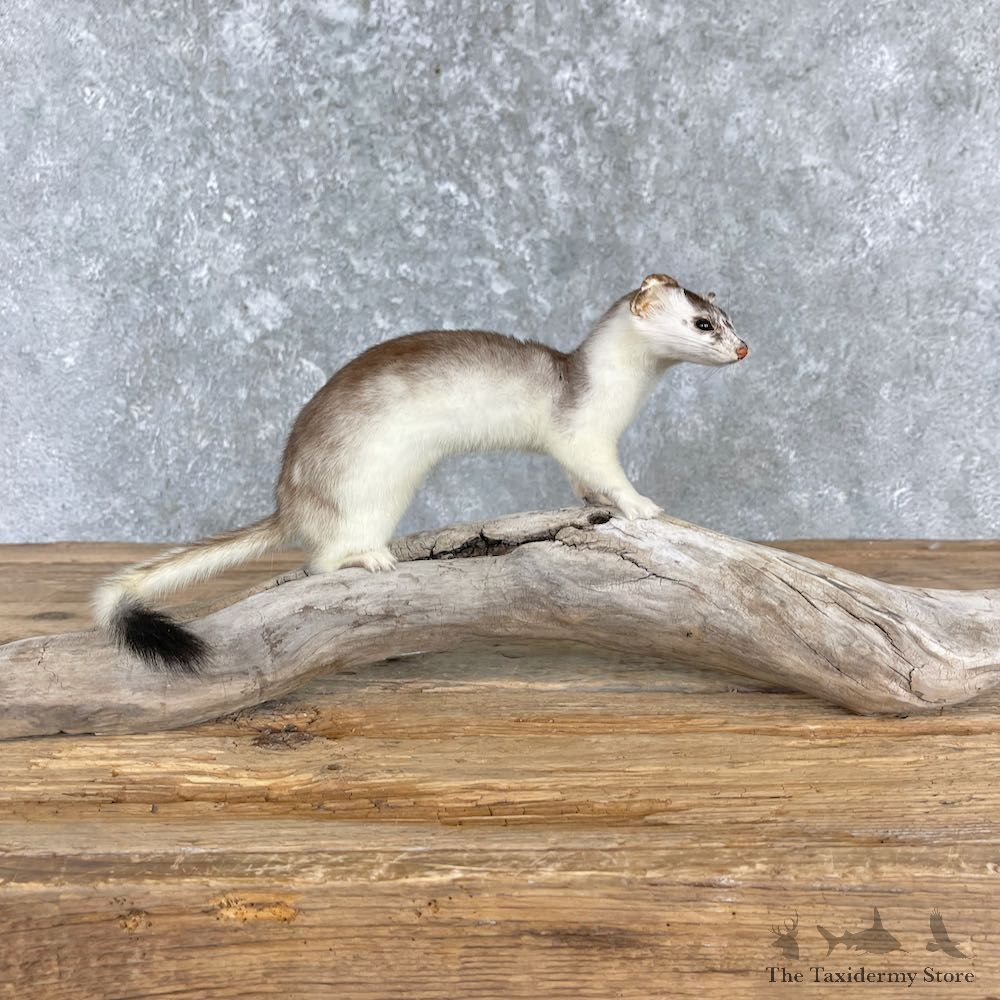 Ermine Life-Size Mount For Sale #27182 @ The Taxidermy Store