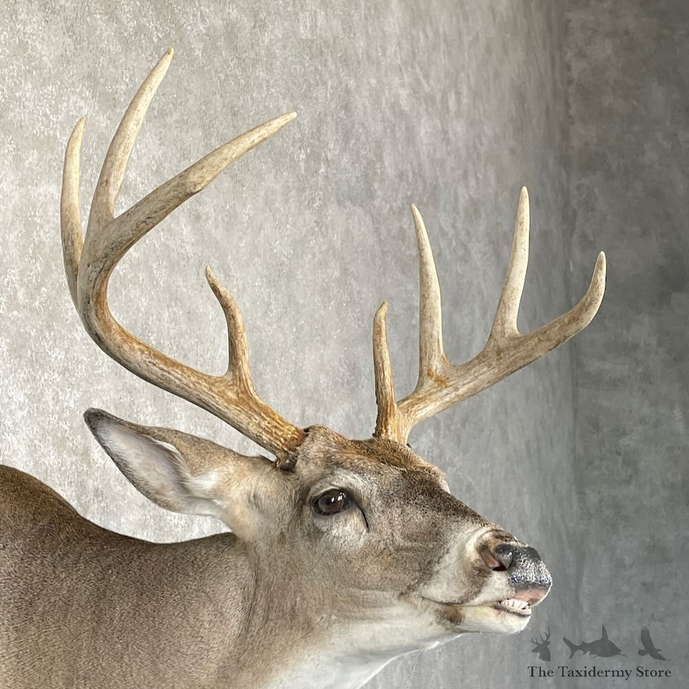 Whitetail Deer Shoulder Mount For Sale #28180 @ The Taxidermy Store