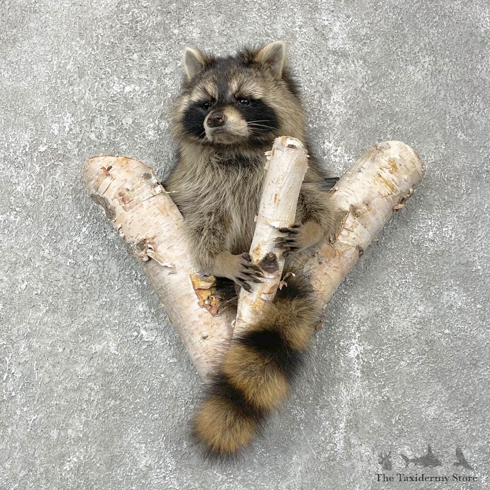 Raccoon Half Life-Size Mount For Sale #24099 @ The Taxidermy Store