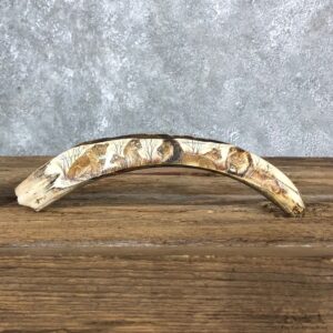 Scrimshawed Warthog Tooth For Sale #19580 @ The Taxidermy Store