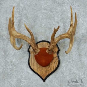 Whitetail Deer Antler Plaque Mount #13780 For Sale @ The Taxidermy Store