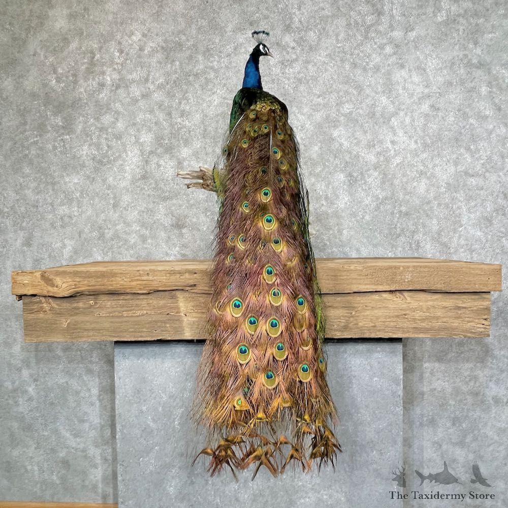 Black Shouldered Peacock Bird Mount For Sale #25232 @ The Taxidermy Store