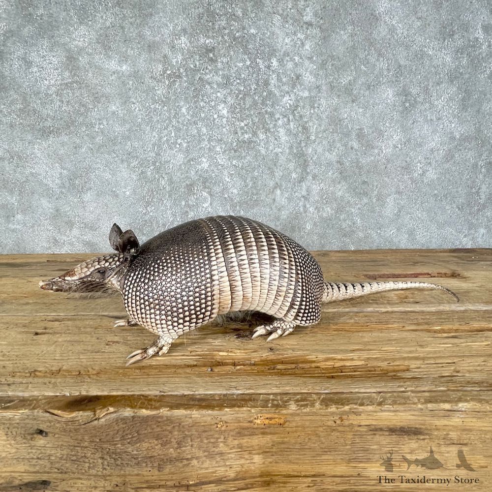 Armadillo Life-Size Mount For Sale #25657 - The Taxidermy Store